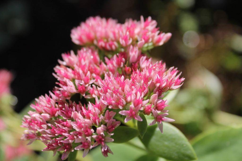 Декоративный цветок — седум лизард. особенности выращивания из семян и другими способами, уход за цветком