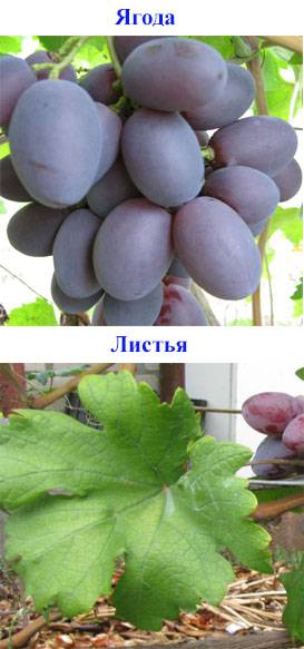 ✅ виноград «атаман»: описание сорта, фото, посадка и уход - tehnoyug.com