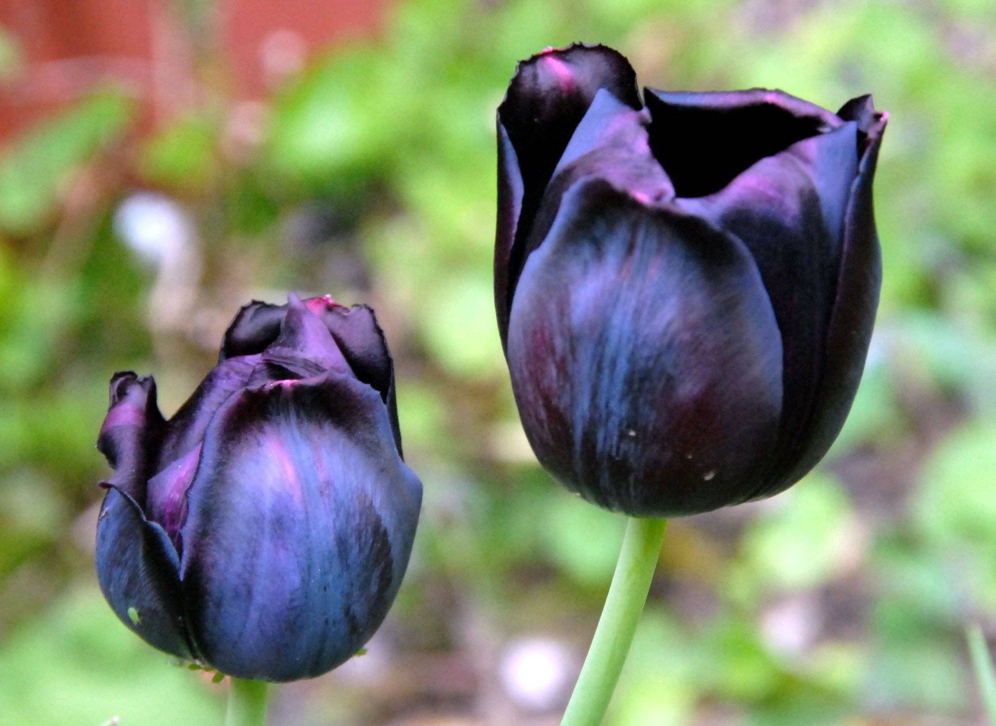 Черные И Синие Тюльпаны