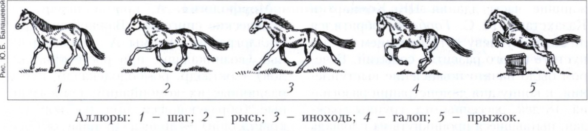 Сколько бежит лошадь. Аллюр виды аллюров лошади. Галоп Аллюр лошади схема. Скорость аллюров лошади. Рысь Аллюр лошади схема.