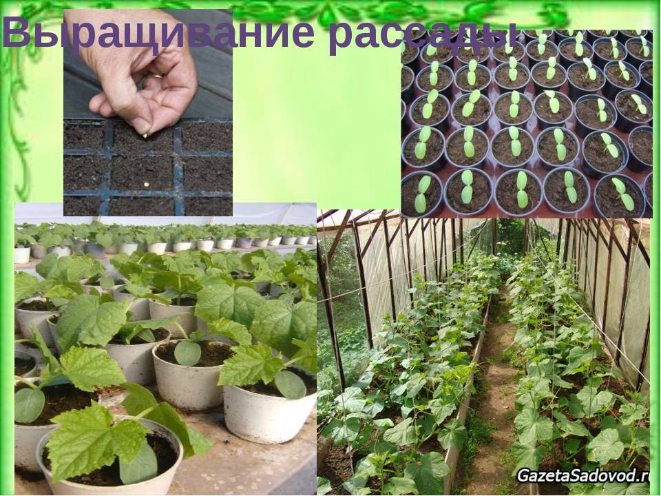 Как вырастить крепкую рассаду огурцов и собрать отличный урожай