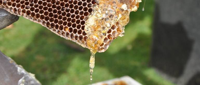 Свойства и применение мёда в сотах