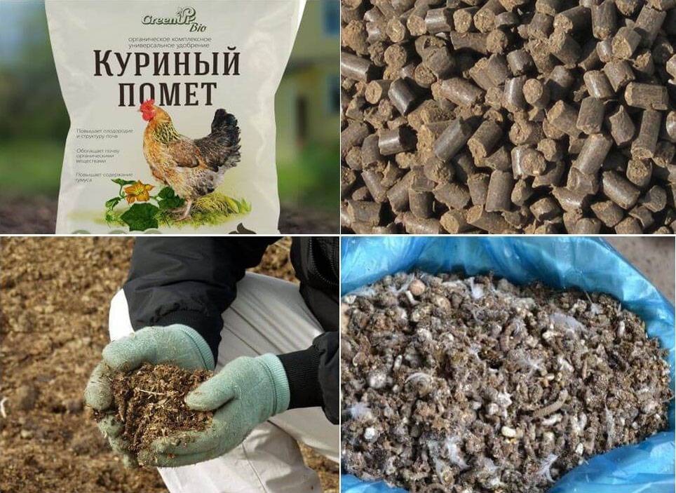 Голубиный помет как удобрение, применение, польза