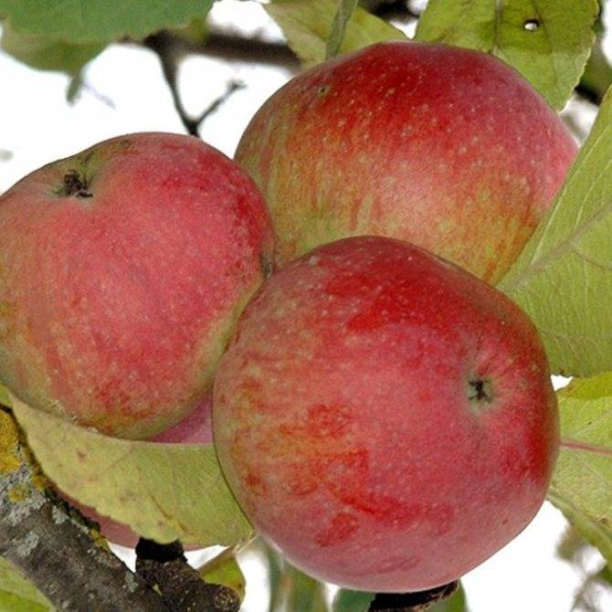 Описание сорта яблони кортланд: фото яблок, важные характеристики, урожайность с дерева