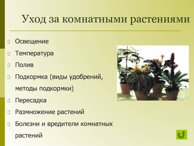 Советы по уходу за комнатными растениями