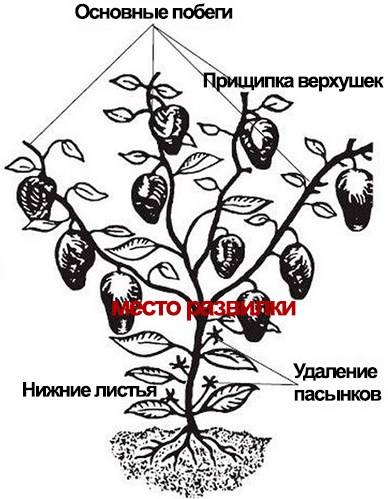Нужно ли пасынковать баклажаны