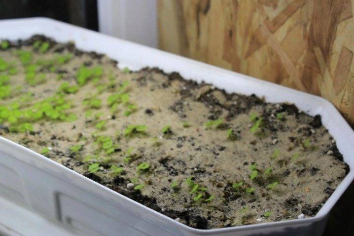 Выращивание колеуса из семян в домашних условиях пошаговое фото