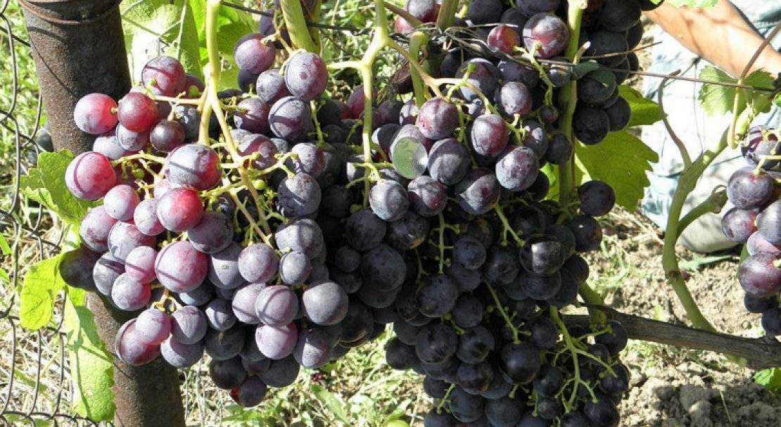 Всё о сорте винограда «рошфор» от особенностей выращивания до фото и отзывов о нём