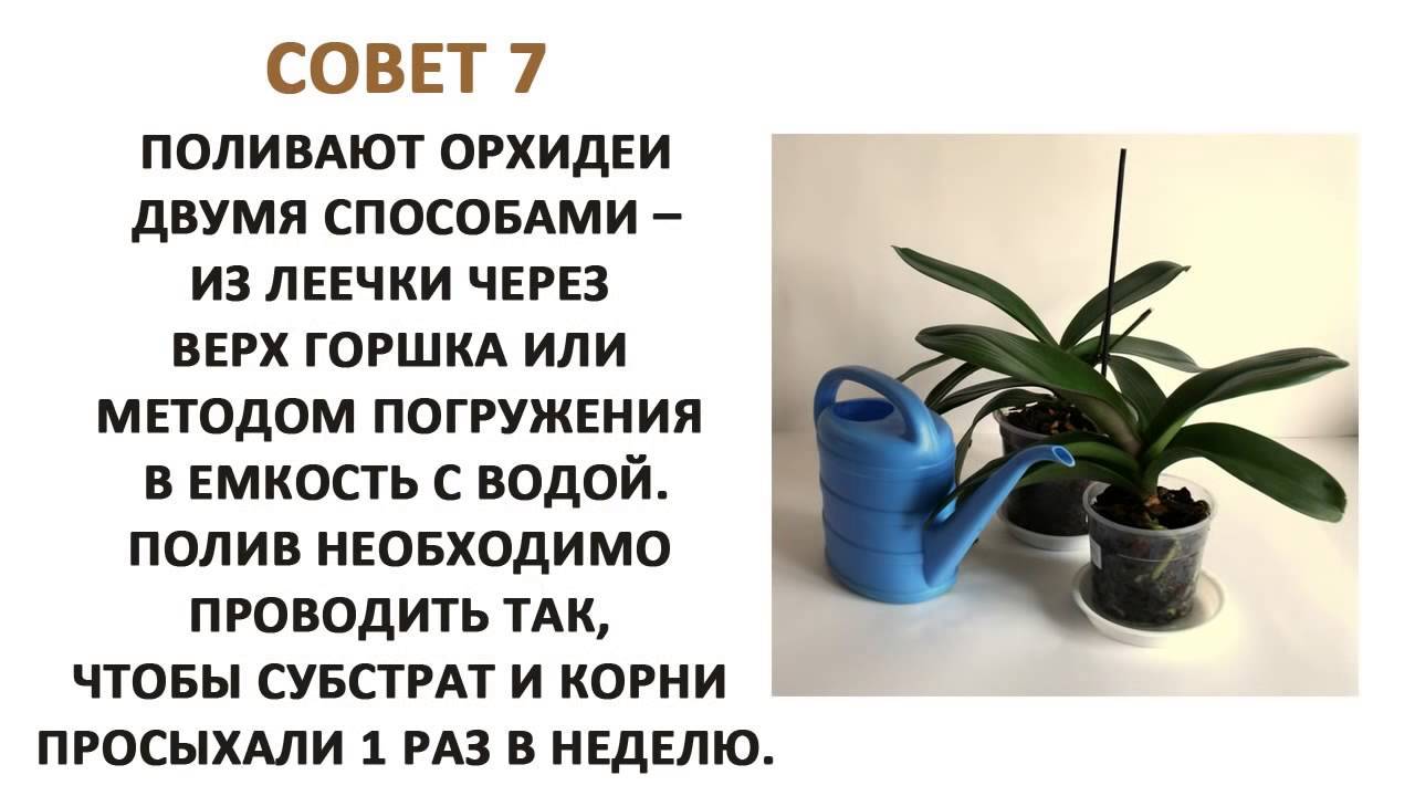 Как часто нужно поливать орхидею – подбираем оптимальный режим + видео