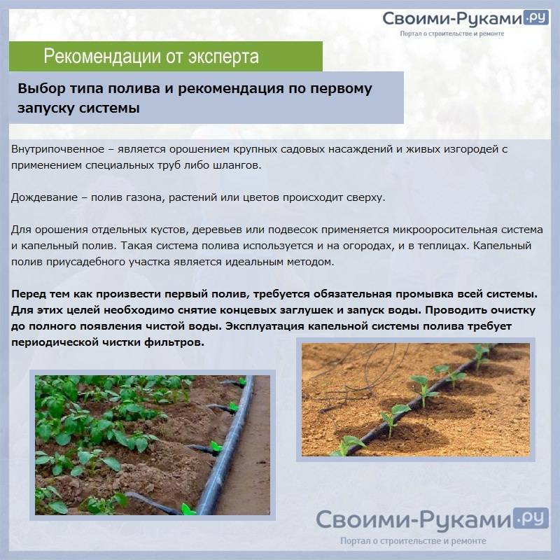 Как правильно поливать помидоры