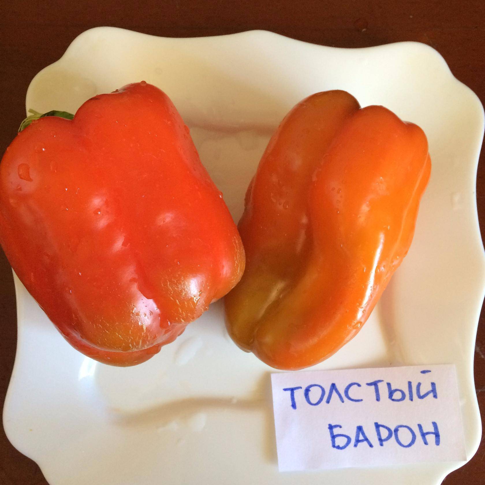 Перец толстый барон — описание сорта, фото, отзывы, посадка и уход