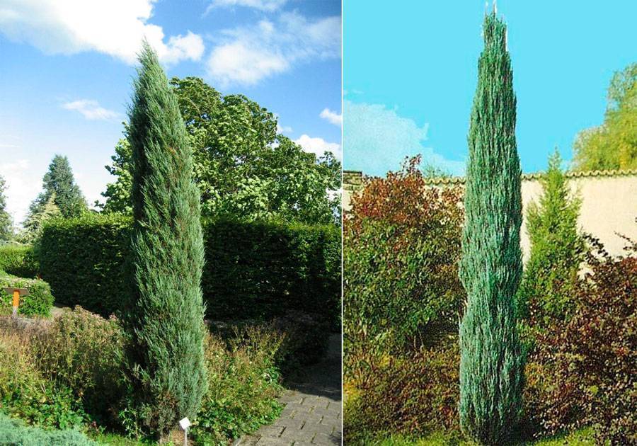 Можжевельник виргинский (juniperus virginiana): канаэрти, глаука, блю, голден спринг, сорта, размеры, посадка и уход