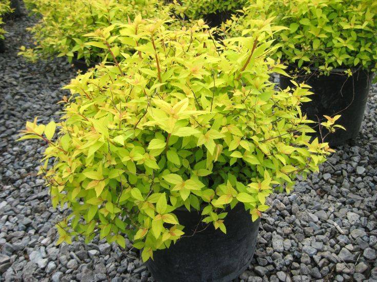 Спирея голдмаунд (spiraea japonica gold mound): фото и описание, посадка и уход