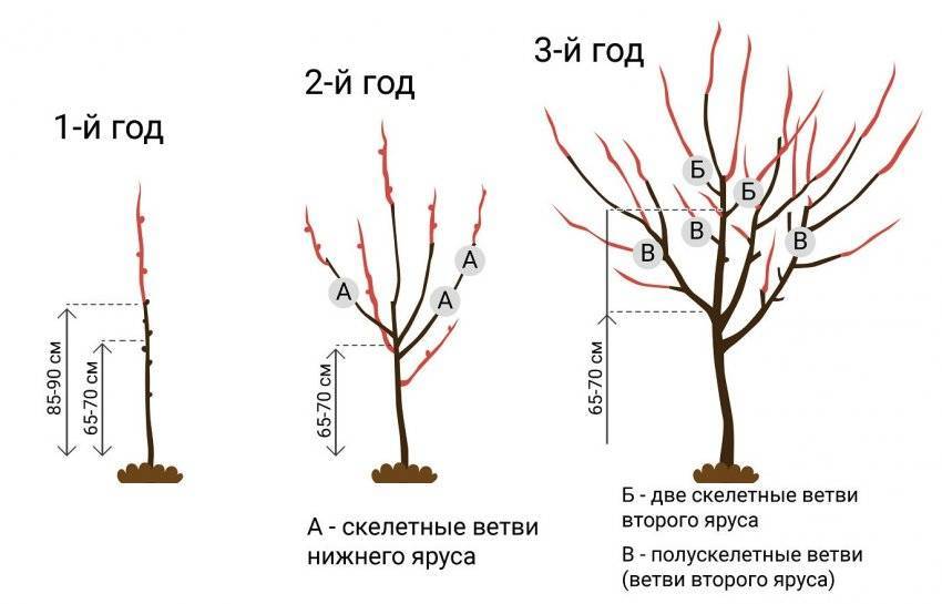 Посадка саженца вишни весной в открытый грунт: правила, схемы, сроки