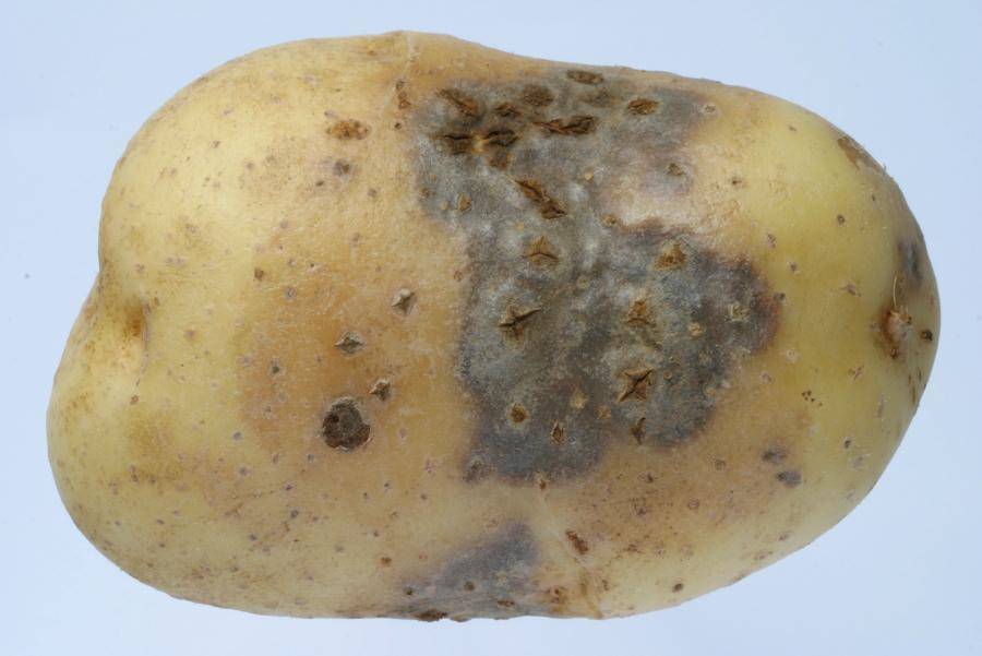 Болезни картофеля: фото, описание и лечение. болезни картофеля и борьба с ними