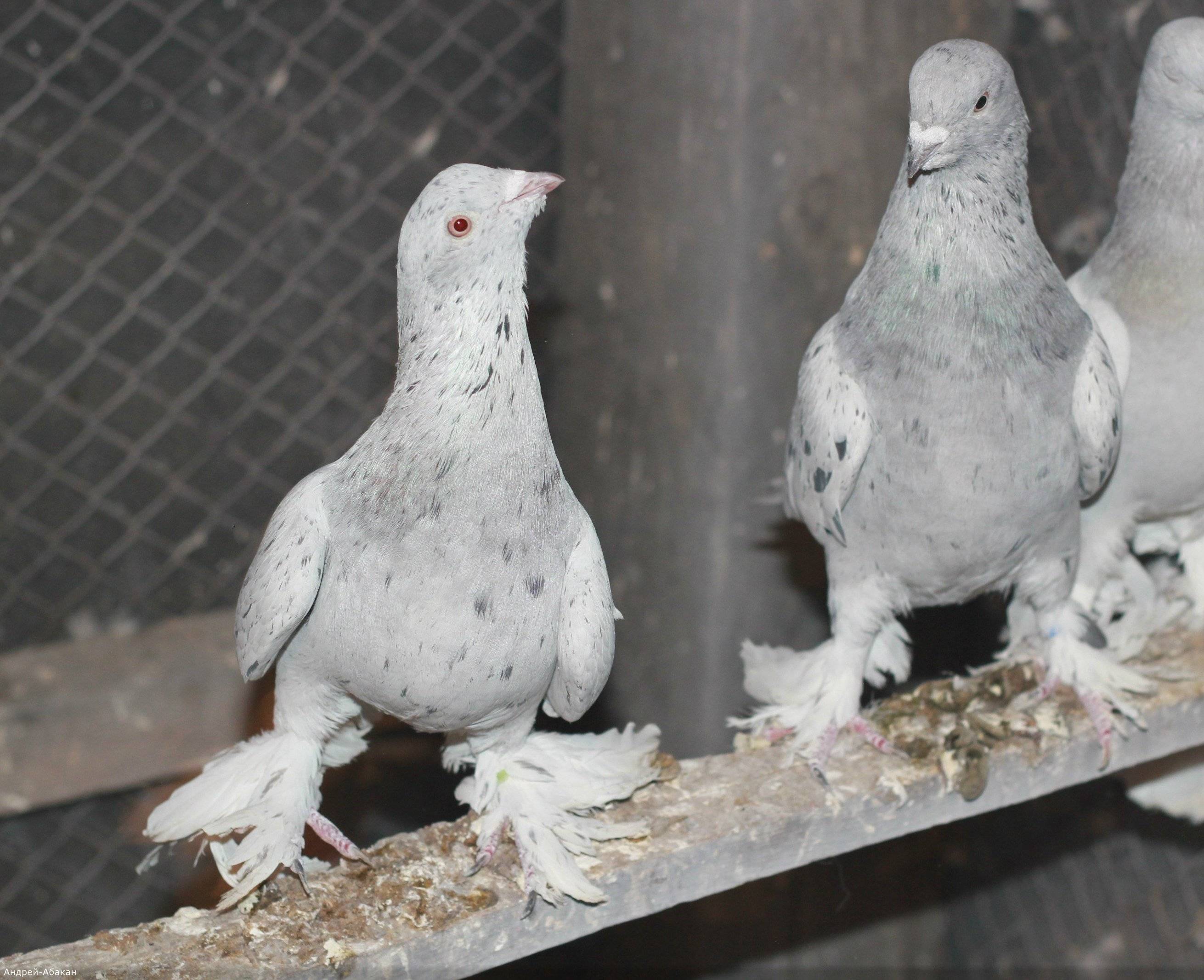 Бойные голуби: характеристики и виды, особенности отбора и выгона, покупка