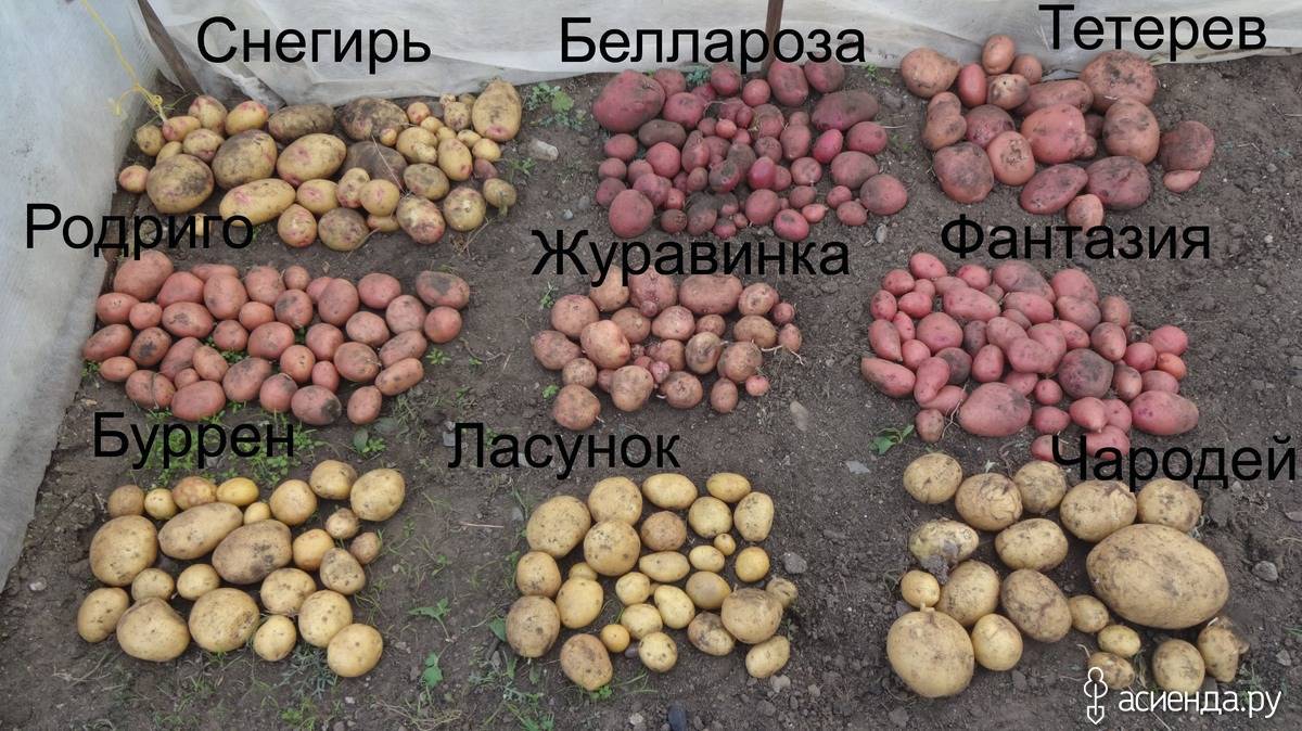 Превосходный вкус красного картофеля: в чем его особенности и какие бывают виды