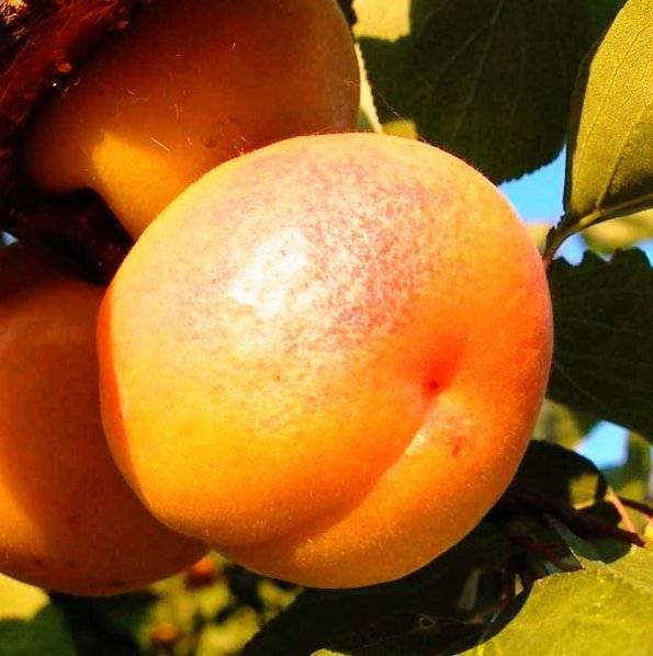Канадский поздний сорт абрикоса манитоба: описание, фото
