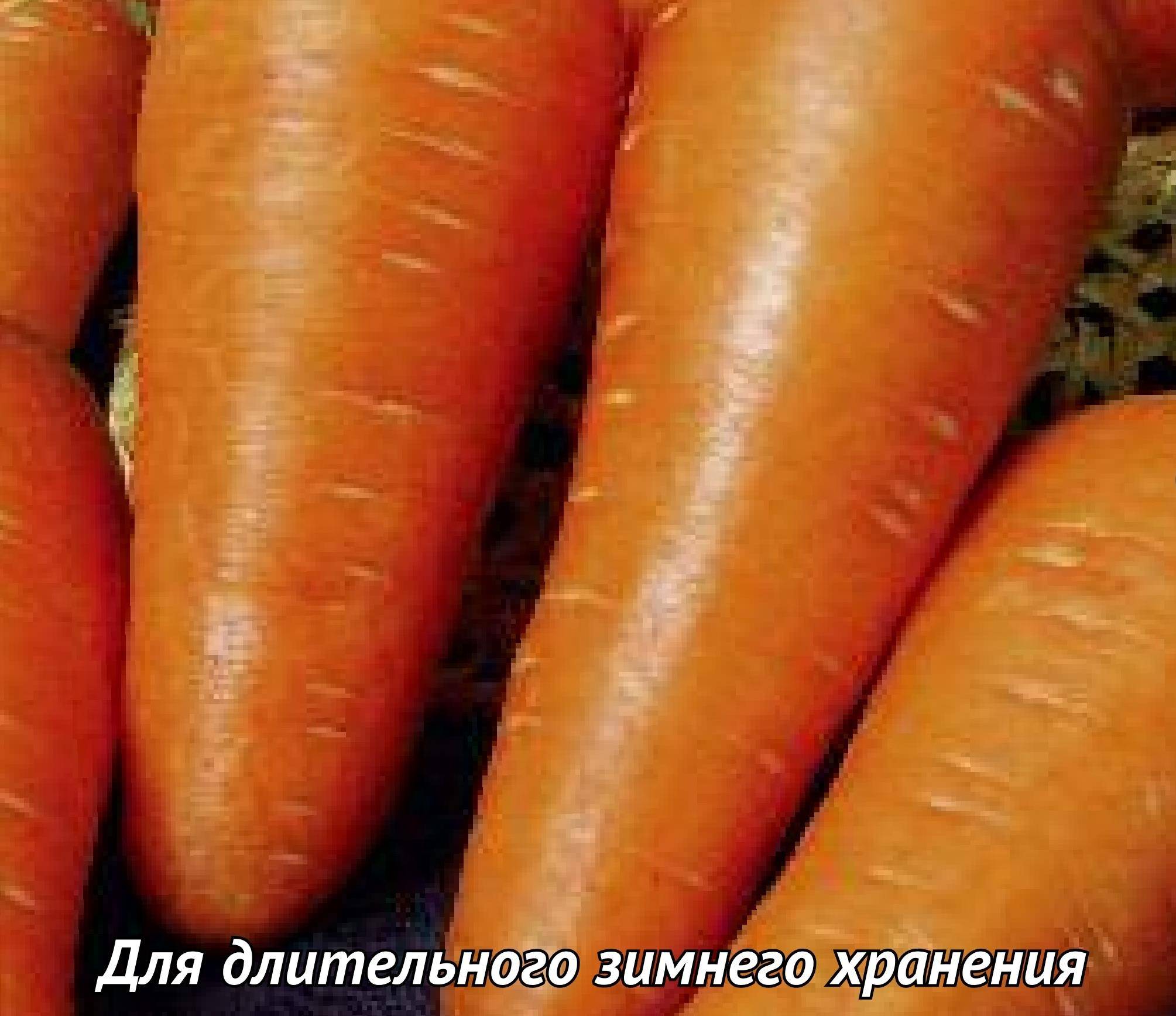 Какие сорта моркови выращивать в сибири?: характеристики, свойства, методы