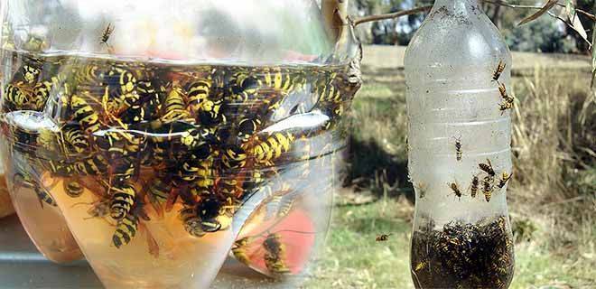 21 способ избавления от соседских пчел