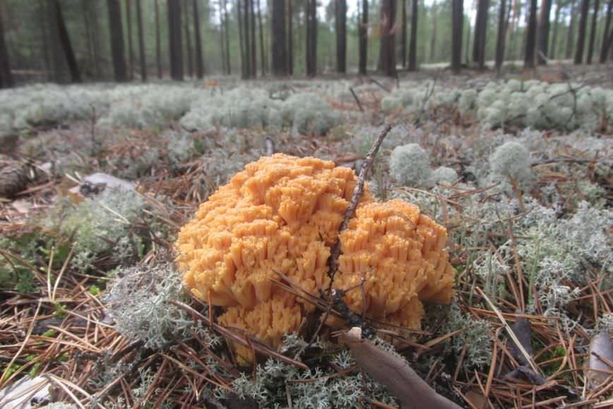 Съедобность грибов оленьи рожки и их описание (+22 фото)