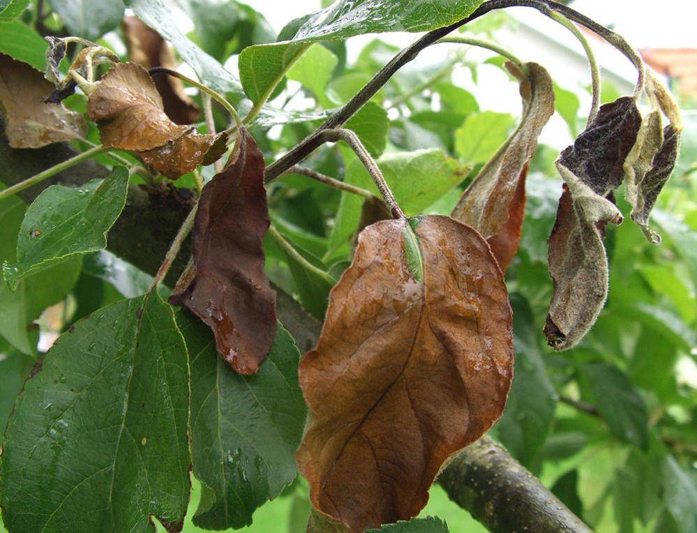 Ржавчина на груше: борьба, средства, как избавиться от наростов на листьях груши