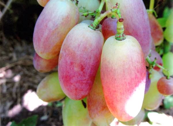 Посадка винограда юлиан — как правильно ухаживать