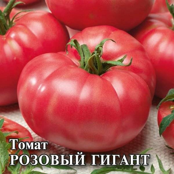 Медовый вкус и отличное плодоношение — томат розовый гигант: описание сорта и характиристика
