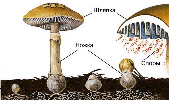 Как и чем размножаются грибы: какими способами, половое и бесполое