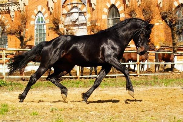 Русская верховая порода лошадей: фото и видео, характеристики, история, описание