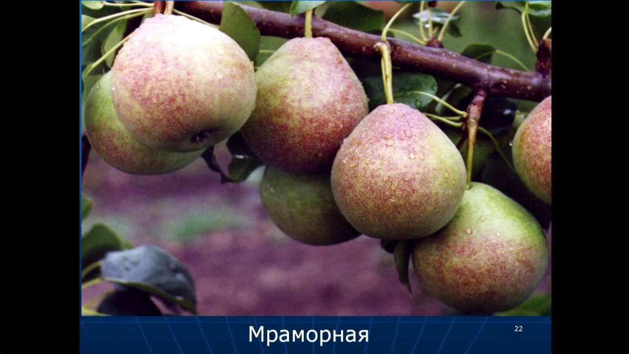 Сорта груши для средней полосы россии с фото
