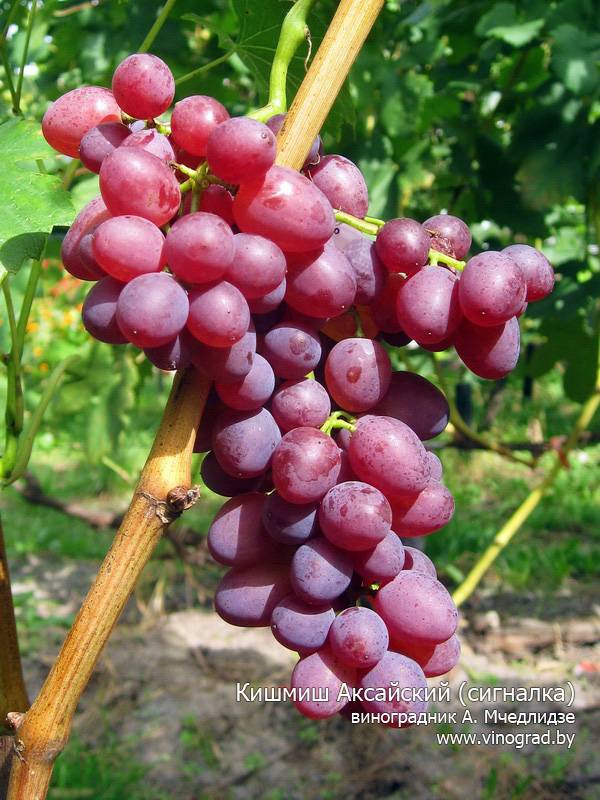 Сорт винограда надежда аксайская: фото, отзывы, описание, характеристики.