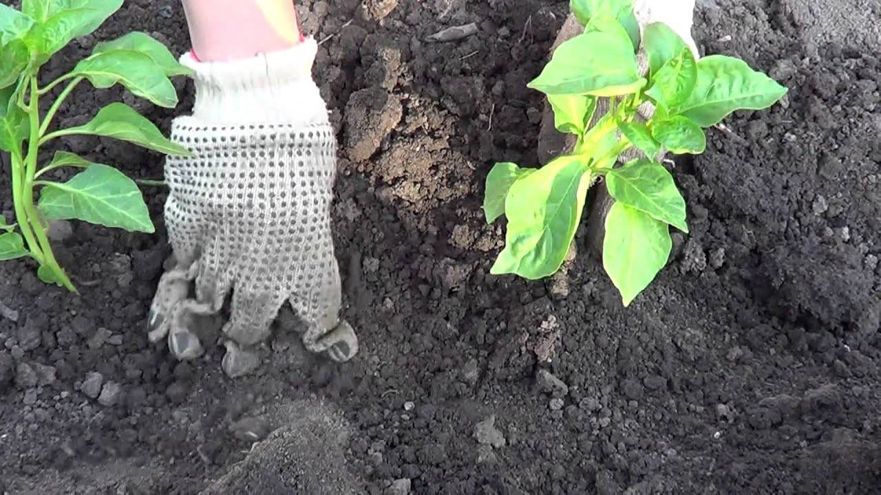 Как правильно сажать баклажаны в открытый грунт рассадой фото