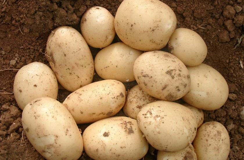 Ранние сорта картофеля: ультраранние, скороспелые, среднеспелые и тд