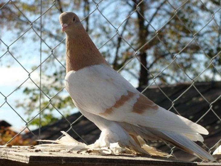 Туркменские голуби агараны: описание, фото и видеообзоры