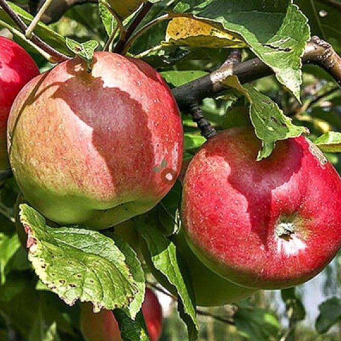 Описание сорта яблони краса свердловска: фото яблок, важные характеристики, урожайность с дерева