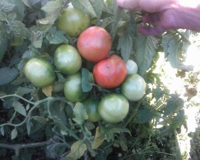Описание сорта томат «клуша», отзывы с фото, урожайность. особенности выращивания
