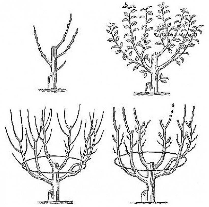 Обрезка колоновидных яблонь весной схема для начинающих