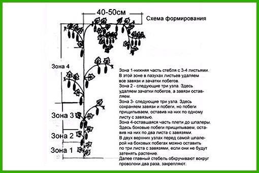 Формировка перца в открытом грунте схема