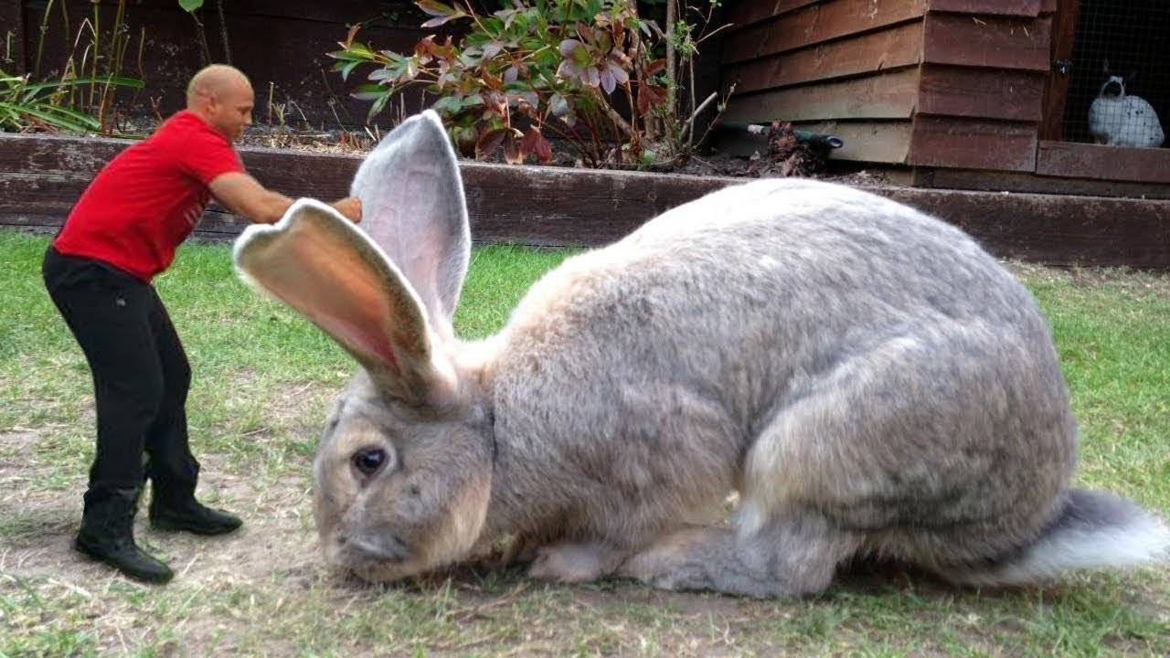 Самый большой кролик в мире: уход и содержание, основные породы