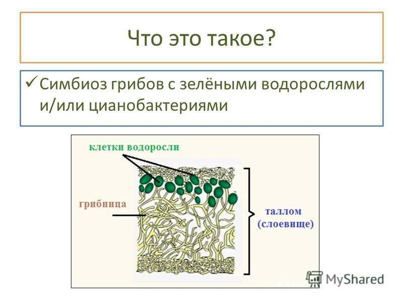 В чем проявляется симбиоз гриба. Симбиоз гриба и водоросли в лишайнике. Симбиоз гриба и цианобактерий в лишайнике. Симбиоз цианобактерий с грибами. Симбиоз водоросли и цианобактерии гриба.