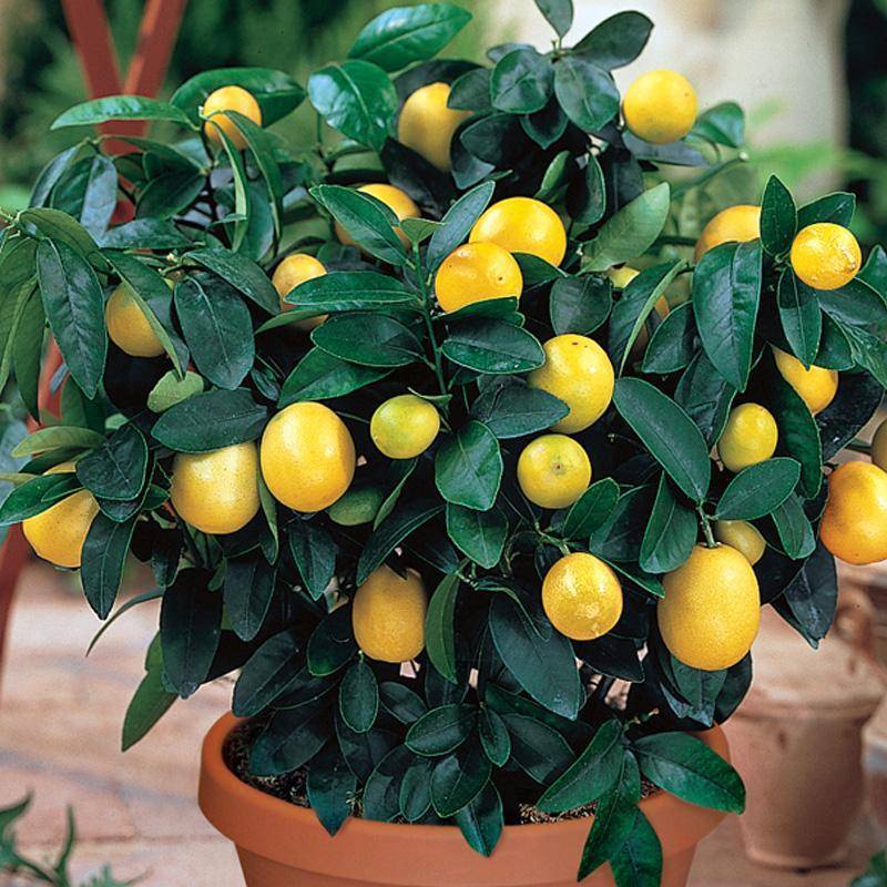 Комнатный лимон: описание сортов для выращивания деревьев в горшках