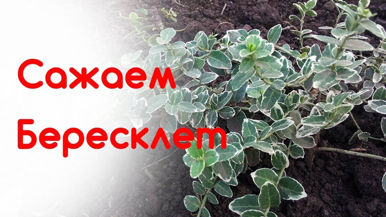 Декоративный бересклет японский: посадка и уход в саду