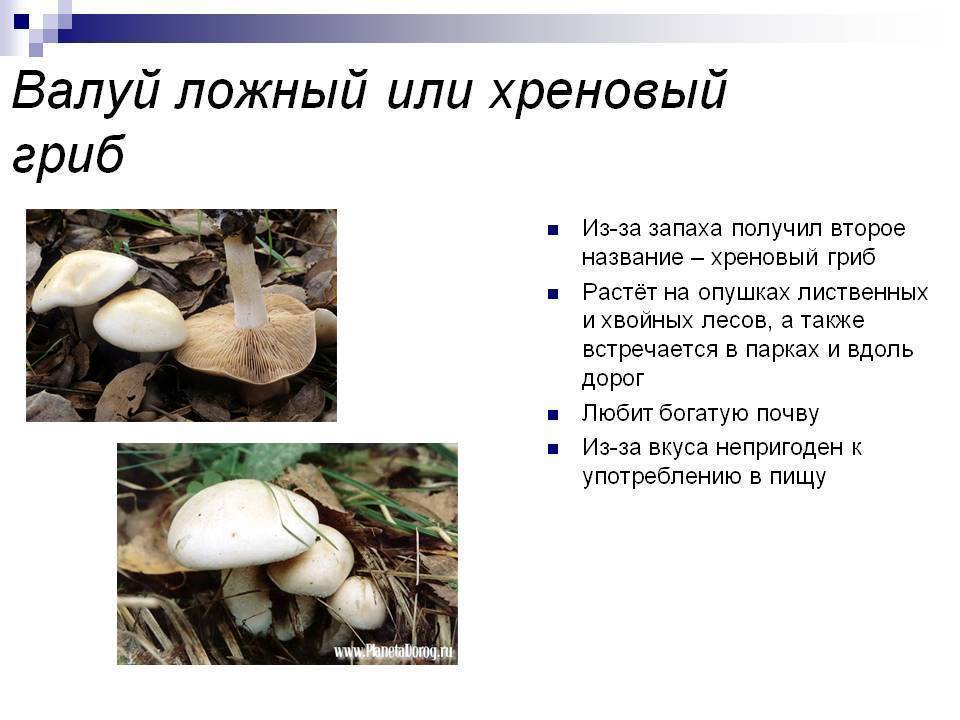 Валуй и валуй ложный (гебелома клейкая) | личное пространство