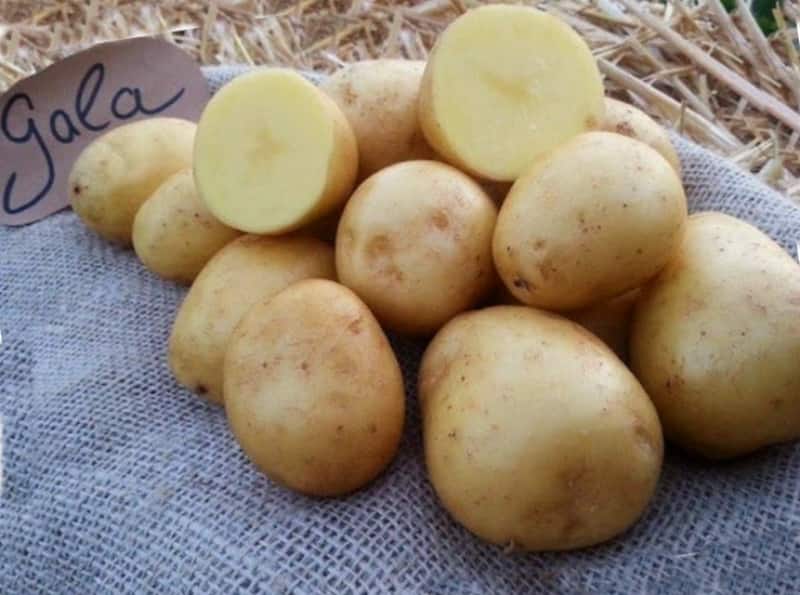 Как выглядит картофель гала фото и описание