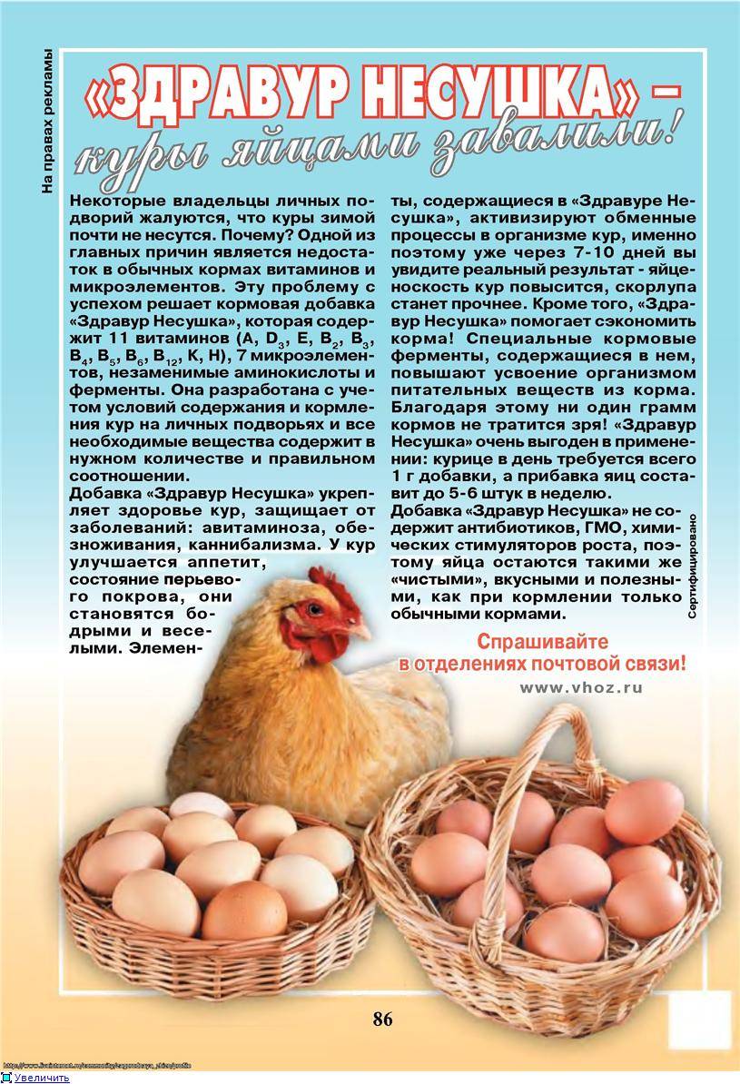 Как повысить яйценоскость домашних кур? корм и дом.
