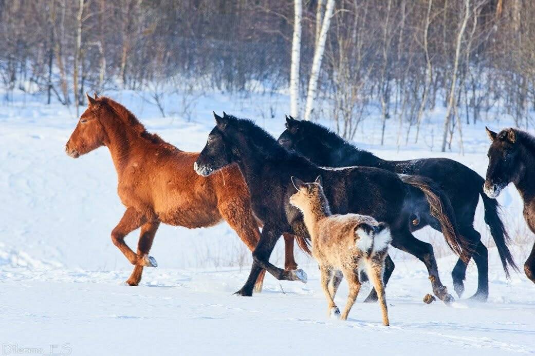 Башкирская лошадь - описание, характеристики, история