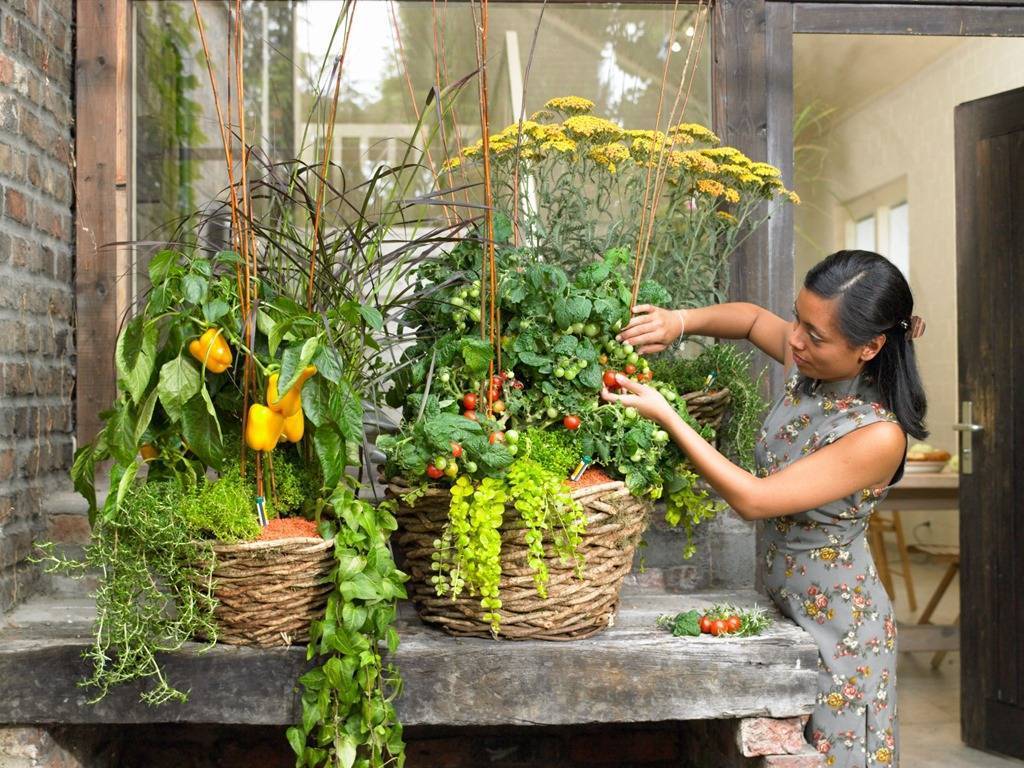 Что можно посадить на балконе или лоджии: выращивание овощей и зелени