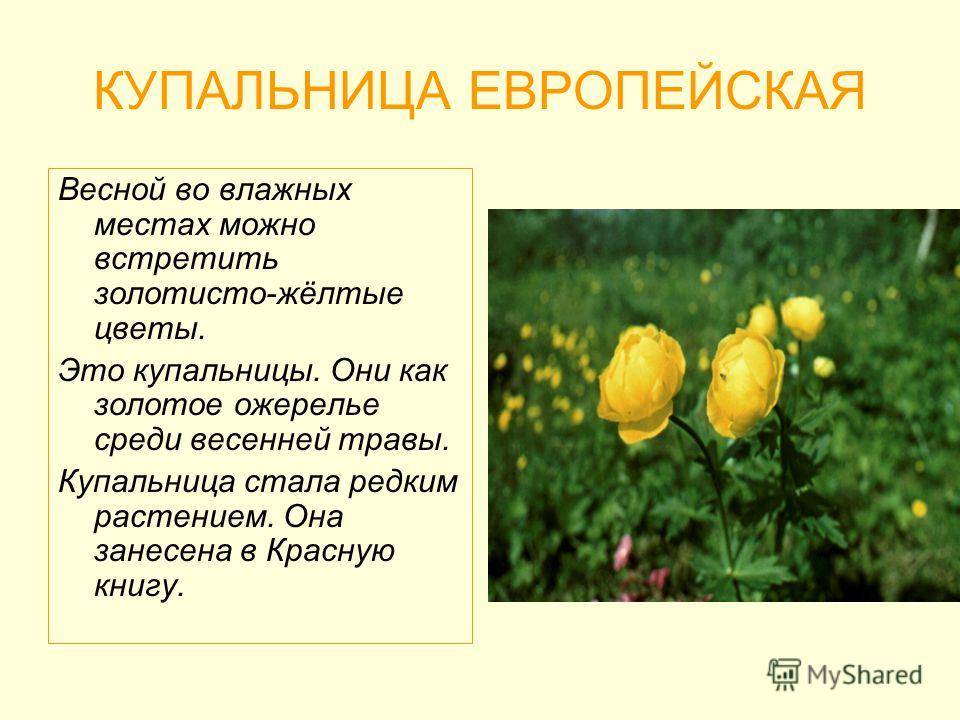 Какой тип питания характерен для купальницы азиатской изображенной на рисунке