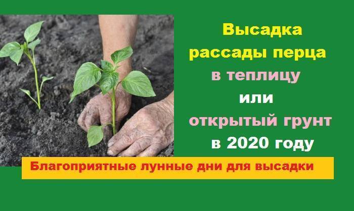 Когда и как высаживать рассаду перца в открытый грунт и теплицу: сроки и правила высадки